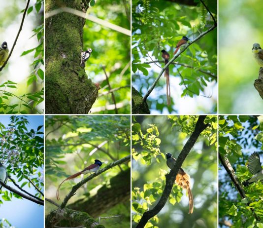 Cina: birdwatching e turismo nel villaggio di Bangxia (2)