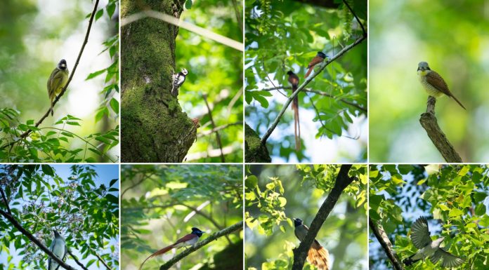 Cina: birdwatching e turismo nel villaggio di Bangxia (2)