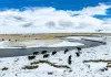 Cina: paesaggio innevato sulla prateria di Qiangtang nello Xizang (2)