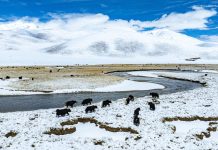 Cina: paesaggio innevato sulla prateria di Qiangtang nello Xizang (2)