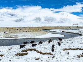 Cina: paesaggio innevato sulla prateria di Qiangtang nello Xizang (2)