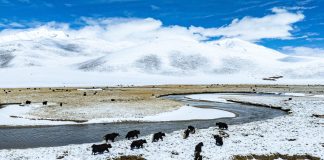 Cina: paesaggio innevato sulla prateria di Qiangtang nello Xizang (2)