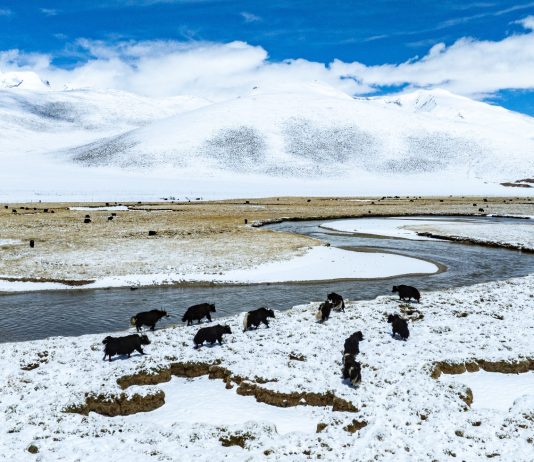 Cina: paesaggio innevato sulla prateria di Qiangtang nello Xizang (2)