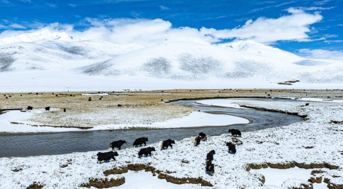 Cina: paesaggio innevato sulla prateria di Qiangtang nello Xizang (2)