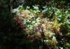 Cina: ghiacciai e foreste nell’area panoramica di Hailuogou (2)