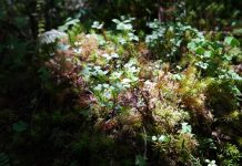 Cina: ghiacciai e foreste nell’area panoramica di Hailuogou (2)