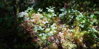 Cina: ghiacciai e foreste nell’area panoramica di Hailuogou (2)