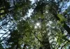 Cina: ghiacciai e foreste nell’area panoramica di Hailuogou (3)