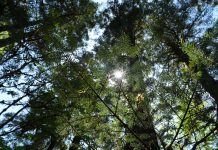 Cina: ghiacciai e foreste nell’area panoramica di Hailuogou (3)