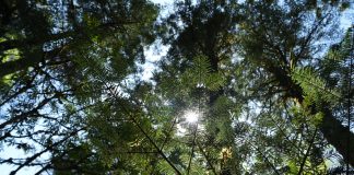 Cina: ghiacciai e foreste nell’area panoramica di Hailuogou (3)