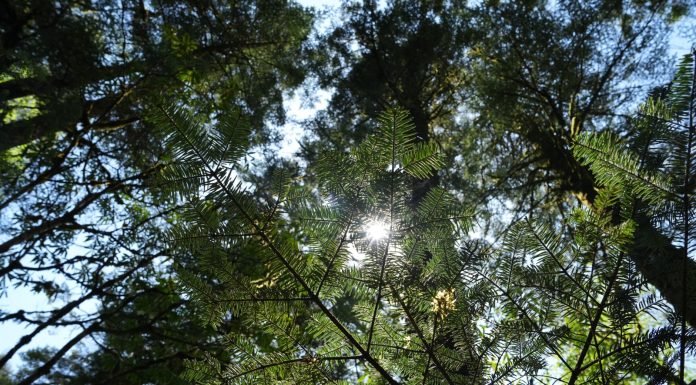 Cina: ghiacciai e foreste nell’area panoramica di Hailuogou (3)