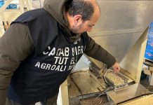 A Reggio Emilia sequestrate 90 tonnellate di cereali e legumi invase dai roditori. Lollobrigida “Controlli decisivi per tutela salute e Made in Italy”