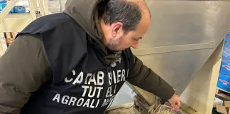A Reggio Emilia sequestrate 90 tonnellate di cereali e legumi invase dai roditori. Lollobrigida “Controlli decisivi per tutela salute e Made in Italy”