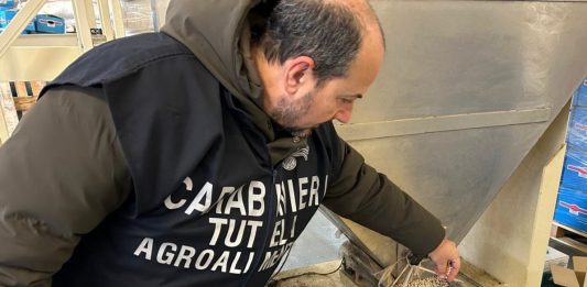 A Reggio Emilia sequestrate 90 tonnellate di cereali e legumi invase dai roditori. Lollobrigida “Controlli decisivi per tutela salute e Made in Italy”