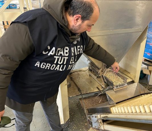 A Reggio Emilia sequestrate 90 tonnellate di cereali e legumi invase dai roditori. Lollobrigida “Controlli decisivi per tutela salute e Made in Italy”