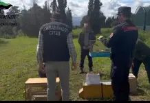 Maxi operazione anti bracconaggio nelle province di Cagliari e del Sud Sardegna, 15 denunciati