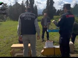 Maxi operazione anti bracconaggio nelle province di Cagliari e del Sud Sardegna, 15 denunciati