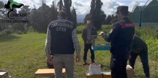 Maxi operazione anti bracconaggio nelle province di Cagliari e del Sud Sardegna, 15 denunciati