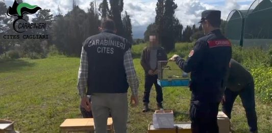 Maxi operazione anti bracconaggio nelle province di Cagliari e del Sud Sardegna, 15 denunciati