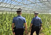 Piantagione di cannabis da diecimila piante scoperta nel Cagliaritano, due arresti