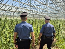 Piantagione di cannabis da diecimila piante scoperta nel Cagliaritano, due arresti