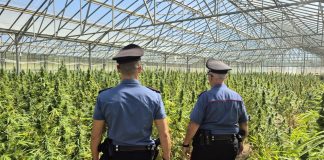 Piantagione di cannabis da diecimila piante scoperta nel Cagliaritano, due arresti