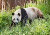Cina: base di Foping si dedica a tutela e studio dei panda giganti (1)