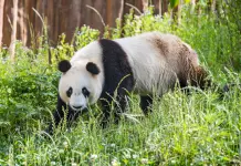Cina: base di Foping si dedica a tutela e studio dei panda giganti (1)