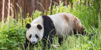 Cina: base di Foping si dedica a tutela e studio dei panda giganti (1)