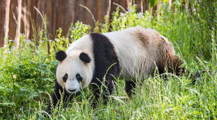 Cina: base di Foping si dedica a tutela e studio dei panda giganti (1)