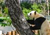Cina: base di Foping si dedica a tutela e studio dei panda giganti (2)
