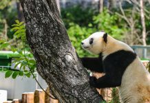 Cina: base di Foping si dedica a tutela e studio dei panda giganti (2)