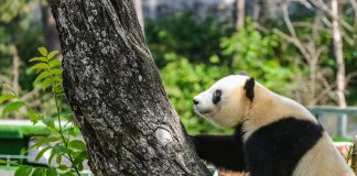 Cina: base di Foping si dedica a tutela e studio dei panda giganti (2)