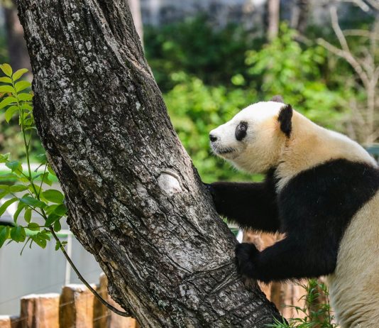 Cina: base di Foping si dedica a tutela e studio dei panda giganti (2)
