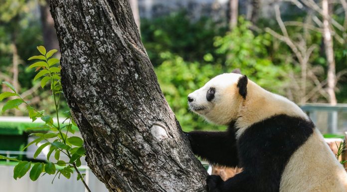 Cina: base di Foping si dedica a tutela e studio dei panda giganti (2)