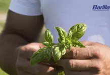 Ambiente, in storie di sostenibilità tutti i progetti di Barilla