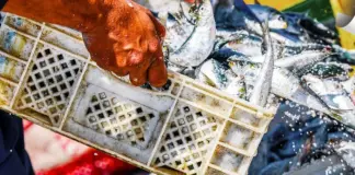 Uila Pesca, al via lunedì a Roma il settimo Congresso nazionale