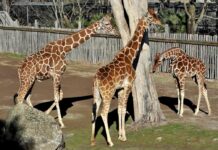 Banca del Fucino, la musica del Teatro dell’Opera di Roma al Bioparco