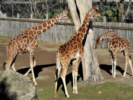 Banca del Fucino, la musica del Teatro dell’Opera di Roma al Bioparco