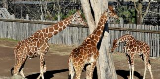 Banca del Fucino, la musica del Teatro dell’Opera di Roma al Bioparco