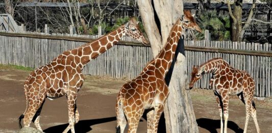 Banca del Fucino, la musica del Teatro dell’Opera di Roma al Bioparco