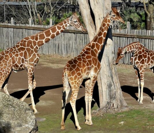 Banca del Fucino, la musica del Teatro dell’Opera di Roma al Bioparco