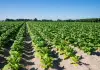 Tabacco, UNITAB Europa “L’Ue valuti l’impatto degli interventi normativi”