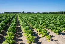 Tabacco, UNITAB Europa “L’Ue valuti l’impatto degli interventi normativi”