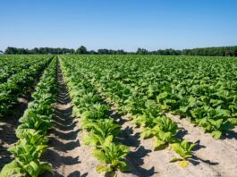 Tabacco, UNITAB Europa “L’Ue valuti l’impatto degli interventi normativi”