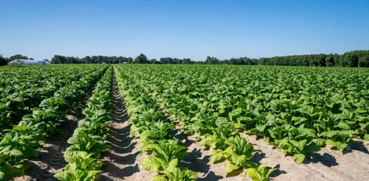 Tabacco, UNITAB Europa “L’Ue valuti l’impatto degli interventi normativi”