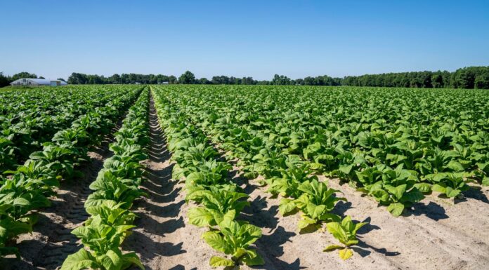 Tabacco, UNITAB Europa “L’Ue valuti l’impatto degli interventi normativi”