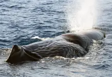 Raro avvistamento di capodogli in Liguria nel Santuario Pelagos