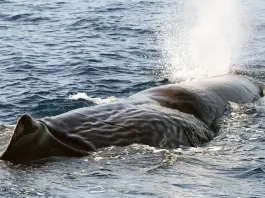 Raro avvistamento di capodogli in Liguria nel Santuario Pelagos