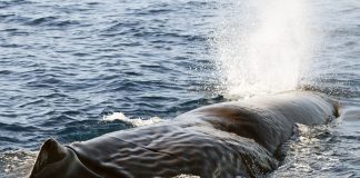 Raro avvistamento di capodogli in Liguria nel Santuario Pelagos